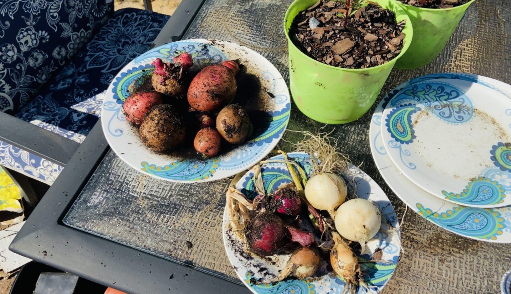 Fresh red potatoes, yellow, white and red onions pulled out the ground. They still have dirt on them and are on paisley blue and white plates. 