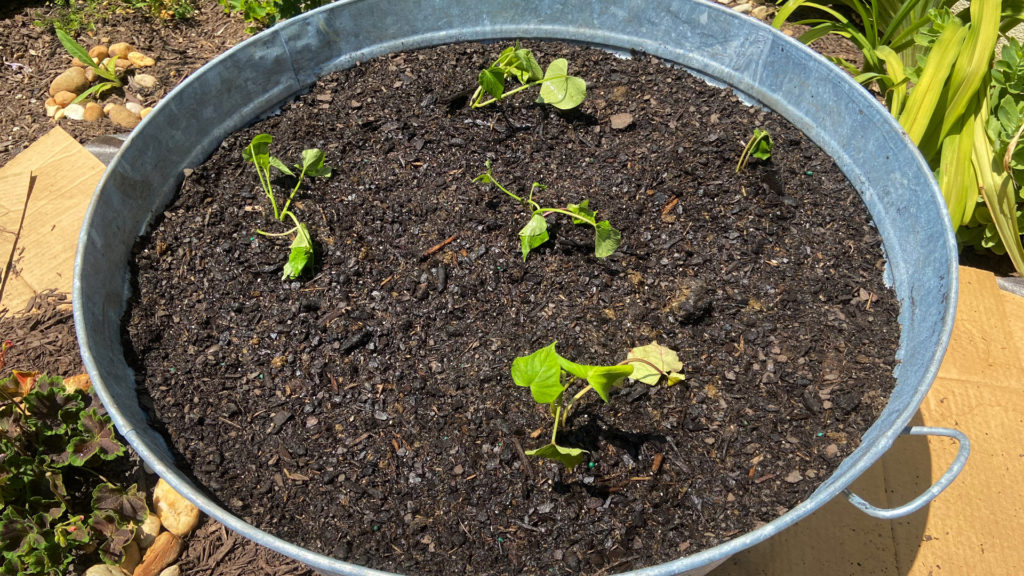 5 Sweet potato plants growing in a silver galvanized tub