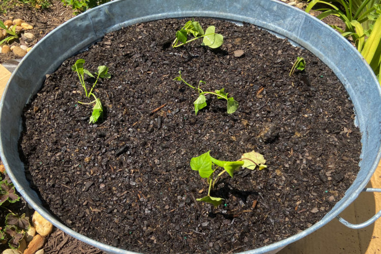 5 Sweet potato plants growing in a silver galvanized tub