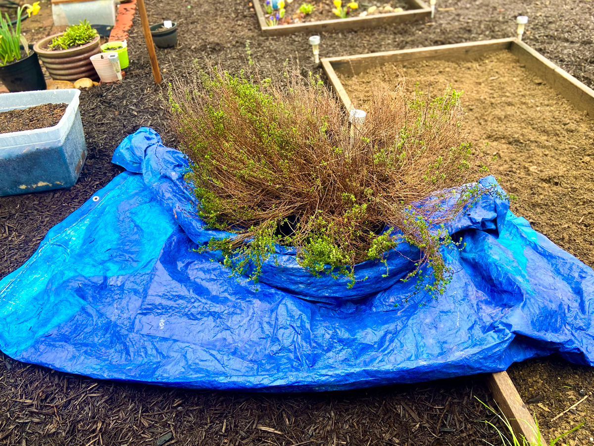 The Thyme Plant 12 Benefits and Ways to Use It In Your Daily Life