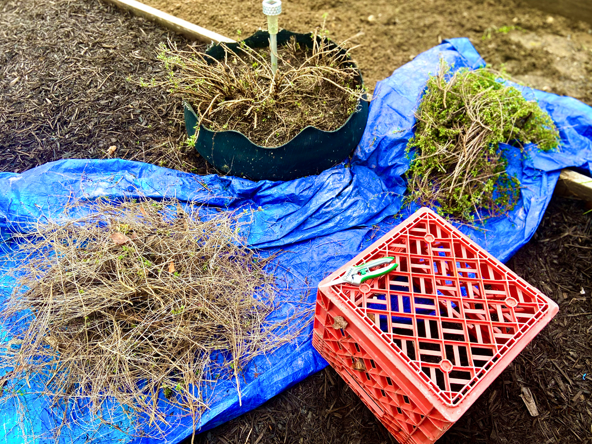 The Thyme Plant 12 Benefits and Ways to Use It In Your Daily Life