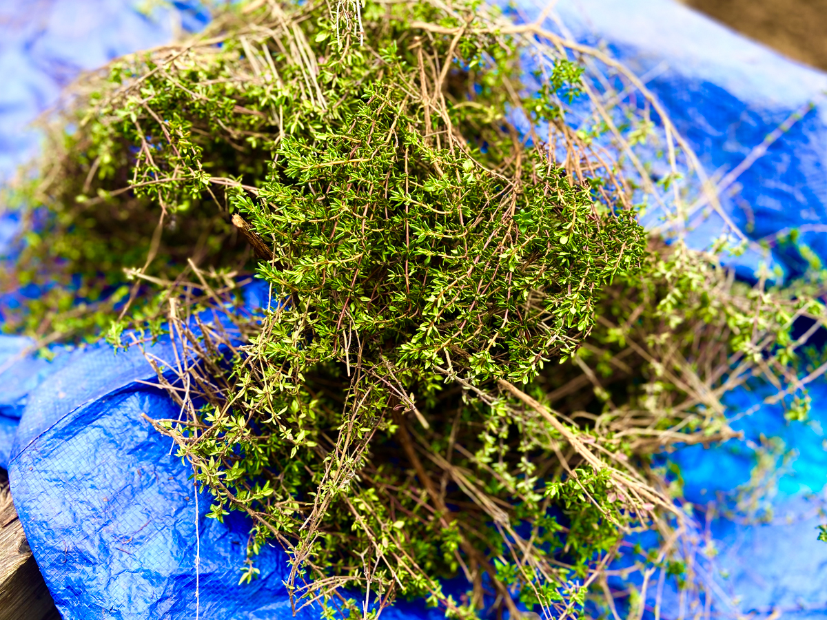 The Thyme Plant 12 Benefits and Ways to Use It In Your Daily Life