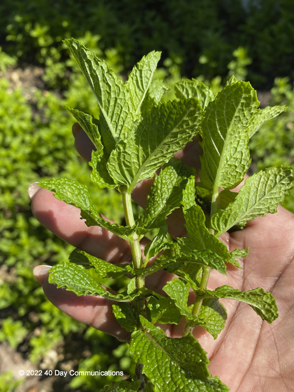 A hand gently holding a freshly harvested sprig of mint, showing the bright green, deeply veined leaves in sharp focus.