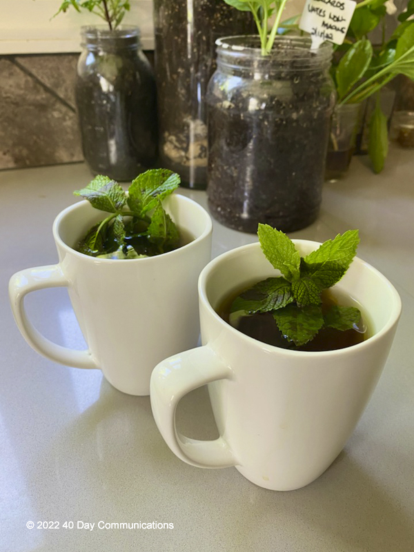 Two white mugs filled with freshly brewed mint tea, each garnished with a sprig of mint. Behind them are jars of plants and soil on a kitchen counter.