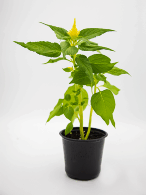 YELLOW PLUME CELOSIA (Celosia argentea var.) | Pollinator-Friendly | Sunshine Blooms
