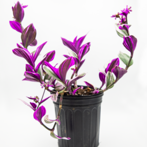 TRADESCANTIA ZEBRINA | INCH PLANT | PURPLE