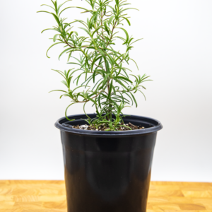 ROSEMARY | SALVIA ROSMARINUS | 6 INCH POT