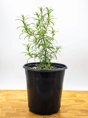 ROSEMARY (Salvia rosmarinus) | Young Starter Plants