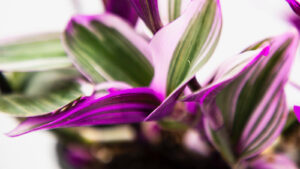 Close up of Tradescantia Inch Plant trailing houseplant