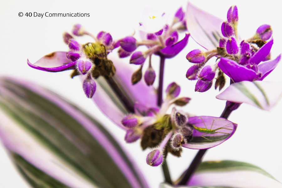 Tradescantia Inch Plant trailing houseplant