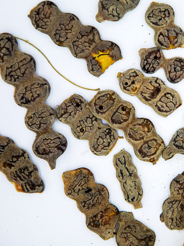 NEP NEP SEEDS | ACACIA NILOTICA SEEDS | 100% NATURAL - Image 7