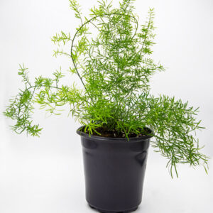 ASPARAGUS FERN | ASPARAGUS DENSIFLORUS