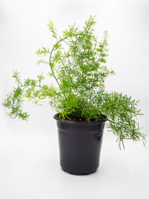 Asparagus Fern | Asparagus densiflorus