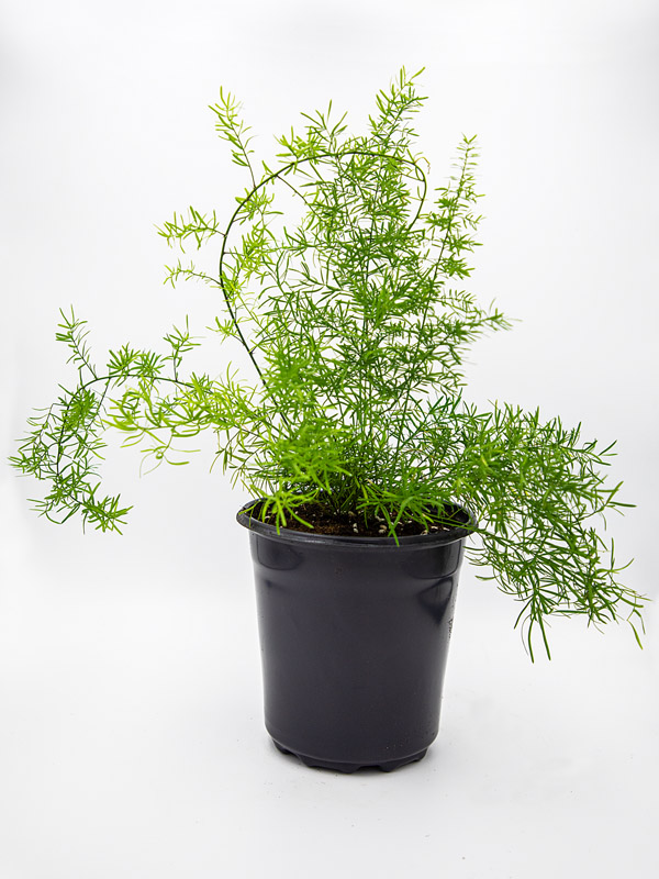 ASPARAGUS FERN | ASPARAGUS DENSIFLORUS