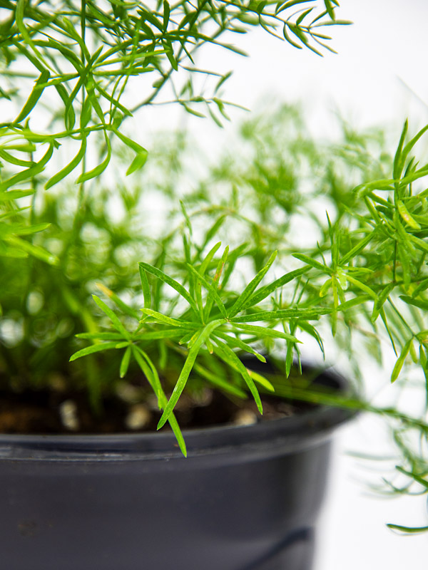ASPARAGUS FERN | ASPARAGUS DENSIFLORUS - Image 6