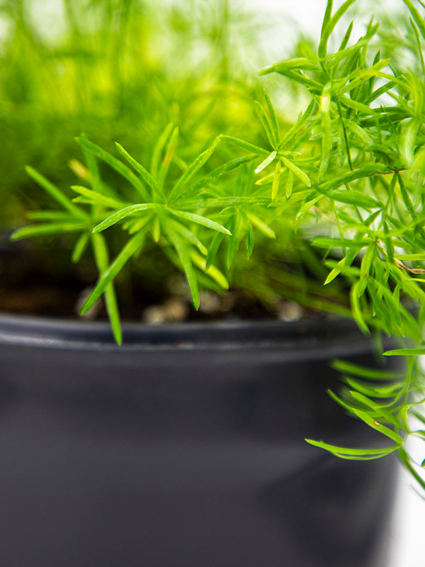 ASPARAGUS FERN | ASPARAGUS DENSIFLORUS - Image 3