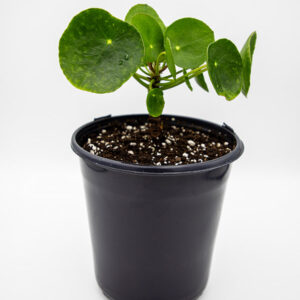 PILEA | PEPEROMIOIDES | CHINESE MONEY PLANT