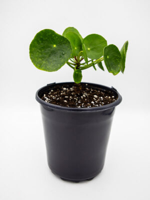 Pilea | Peperomioides | Chinese Money Plant