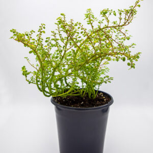 ARTILLERY FERN | PILEA MICROPHYLLA