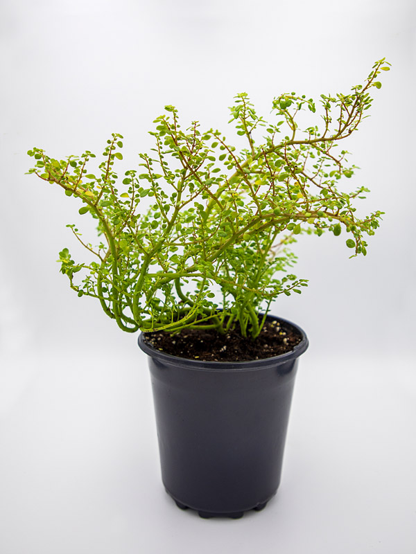 ARTILLERY FERN | PILEA MICROPHYLLA
