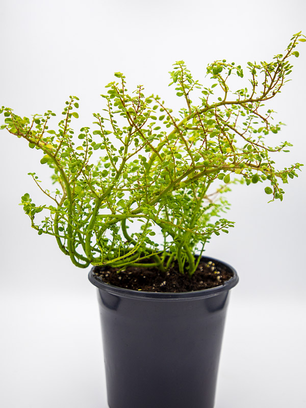 ARTILLERY FERN | PILEA MICROPHYLLA - Image 2