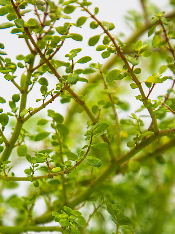 ARTILLERY FERN | PILEA MICROPHYLLA - Image 4