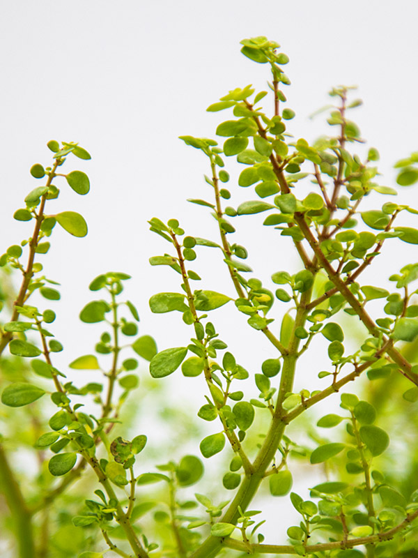 ARTILLERY FERN | PILEA MICROPHYLLA - Image 6