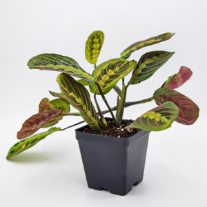 RED PRAYER PLANT | MARANTA LEUCONEURA | 'ERYTHRONEURA'