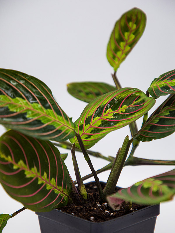 RED PRAYER PLANT | MARANTA LEUCONEURA | 'ERYTHRONEURA' - Image 3