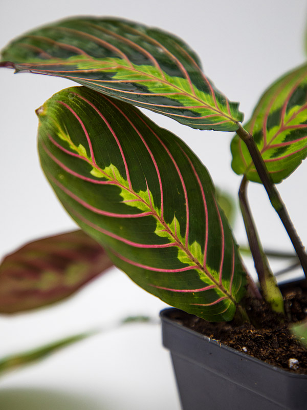 RED PRAYER PLANT | MARANTA LEUCONEURA | 'ERYTHRONEURA' - Image 4