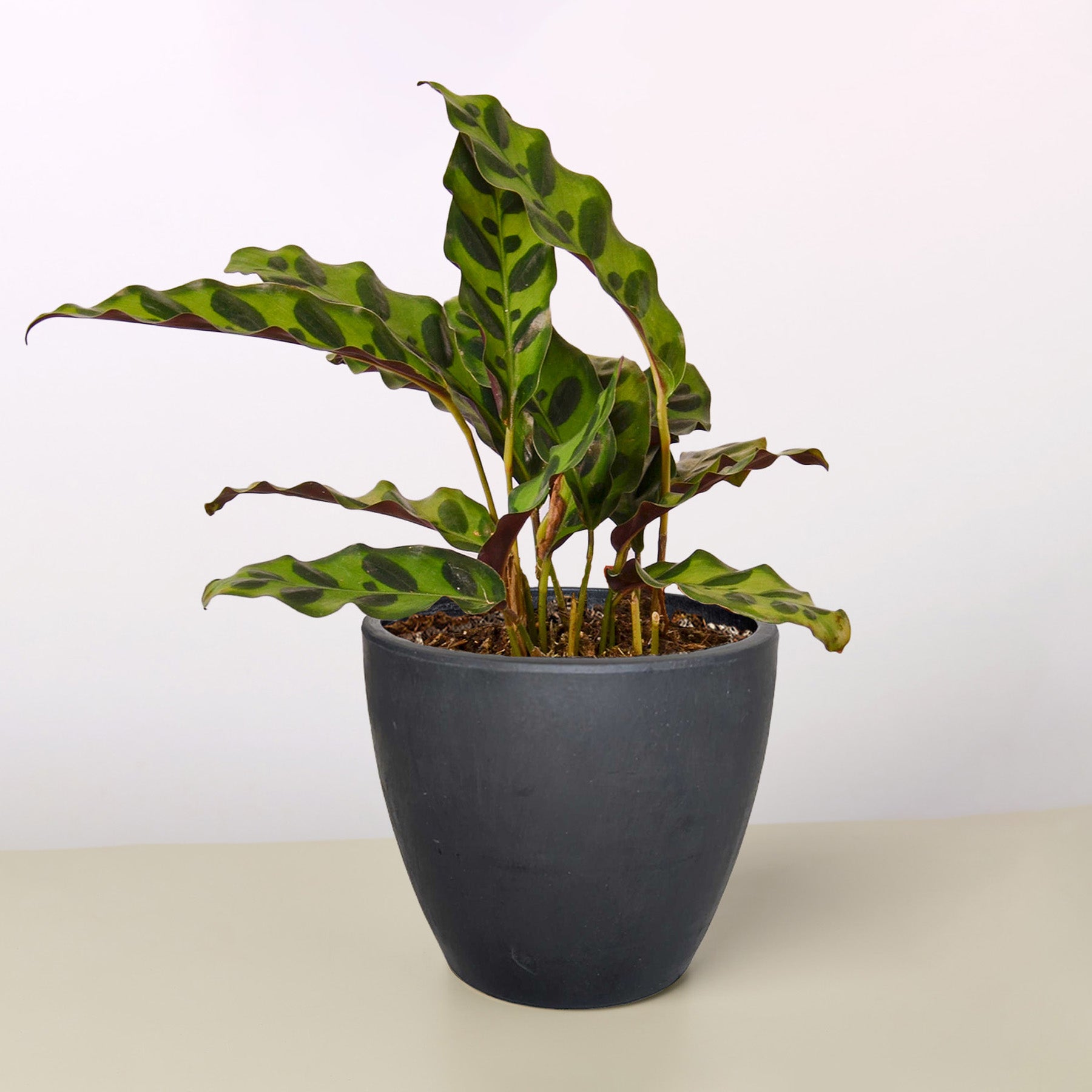 Calathea Lancifolia 'Rattlesnake' - Image 7