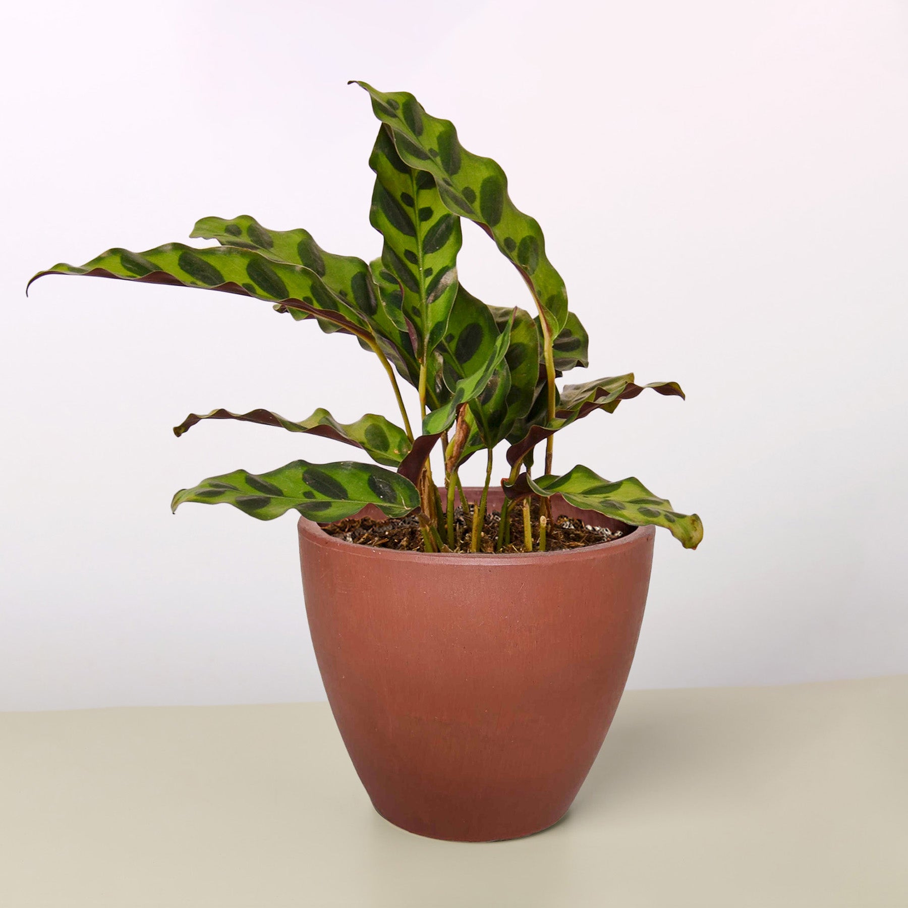 Calathea Lancifolia 'Rattlesnake' - Image 6