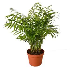 Parlor Palm | Chamaedorea elegans