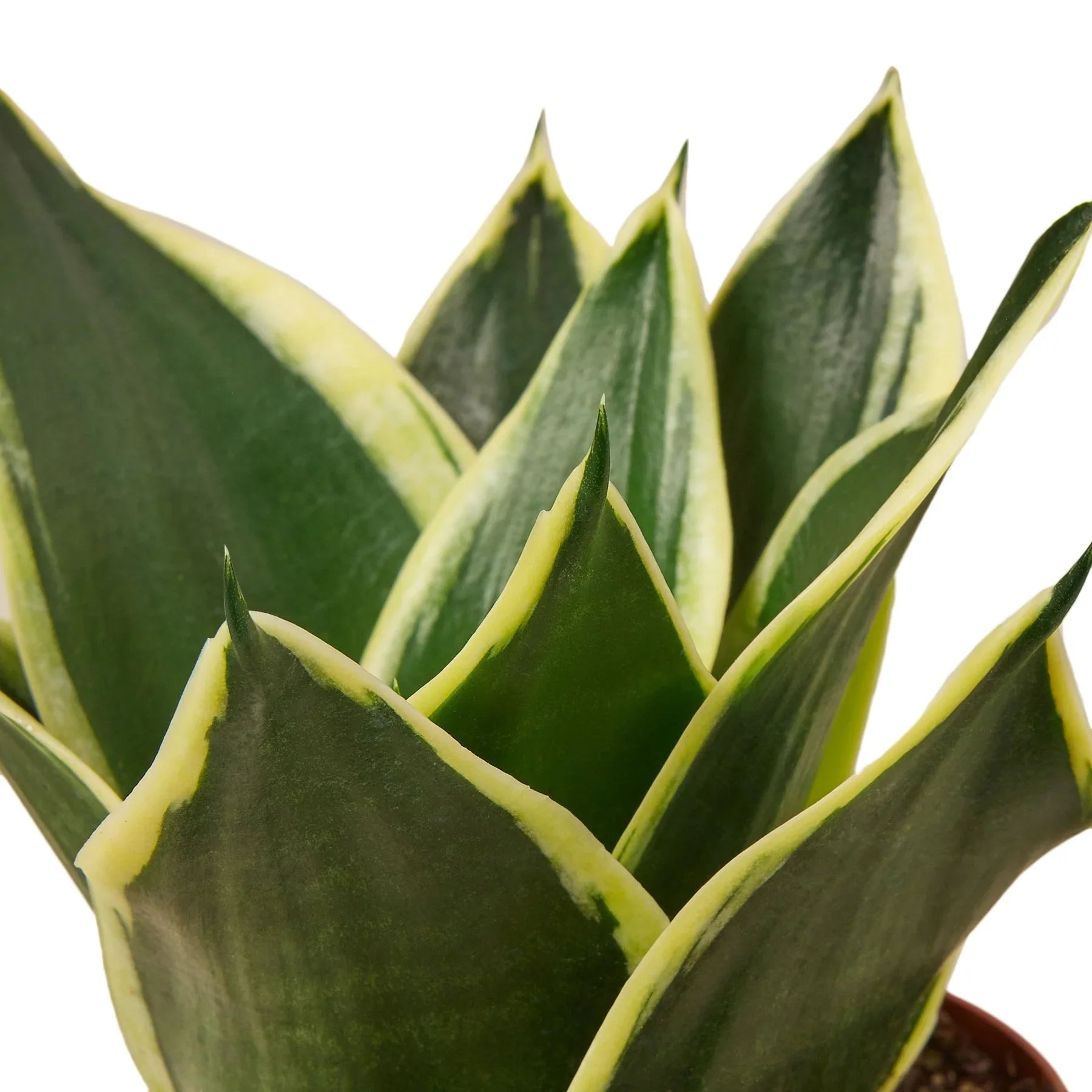 Snake Plant Black Gold - Image 2