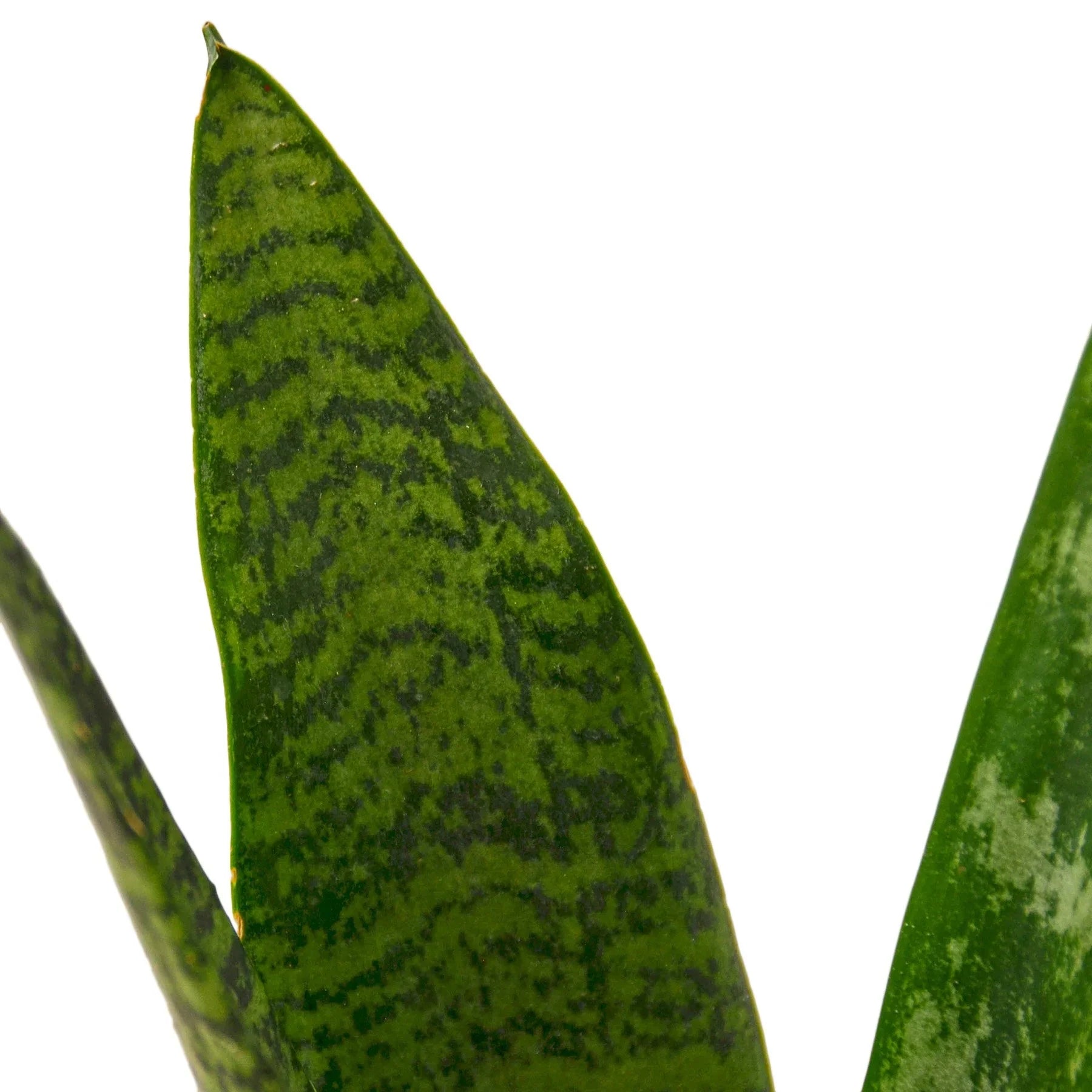 Snake Plant 'Zeylanica' - Image 2