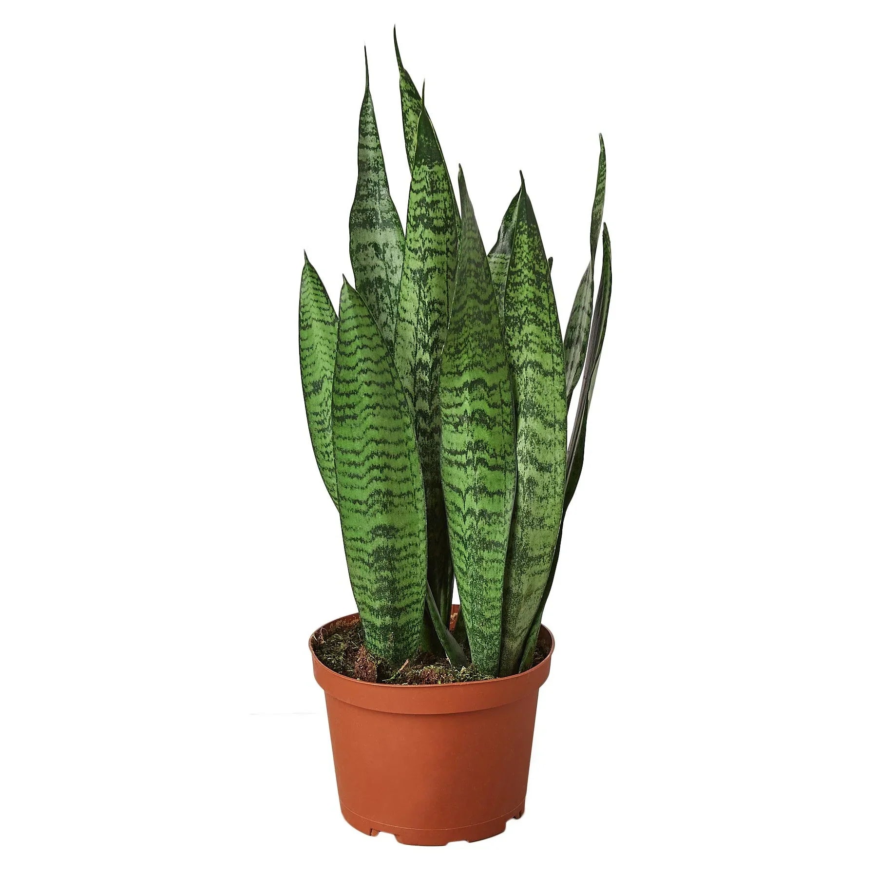 Snake Plant 'Zeylanica' - Image 3