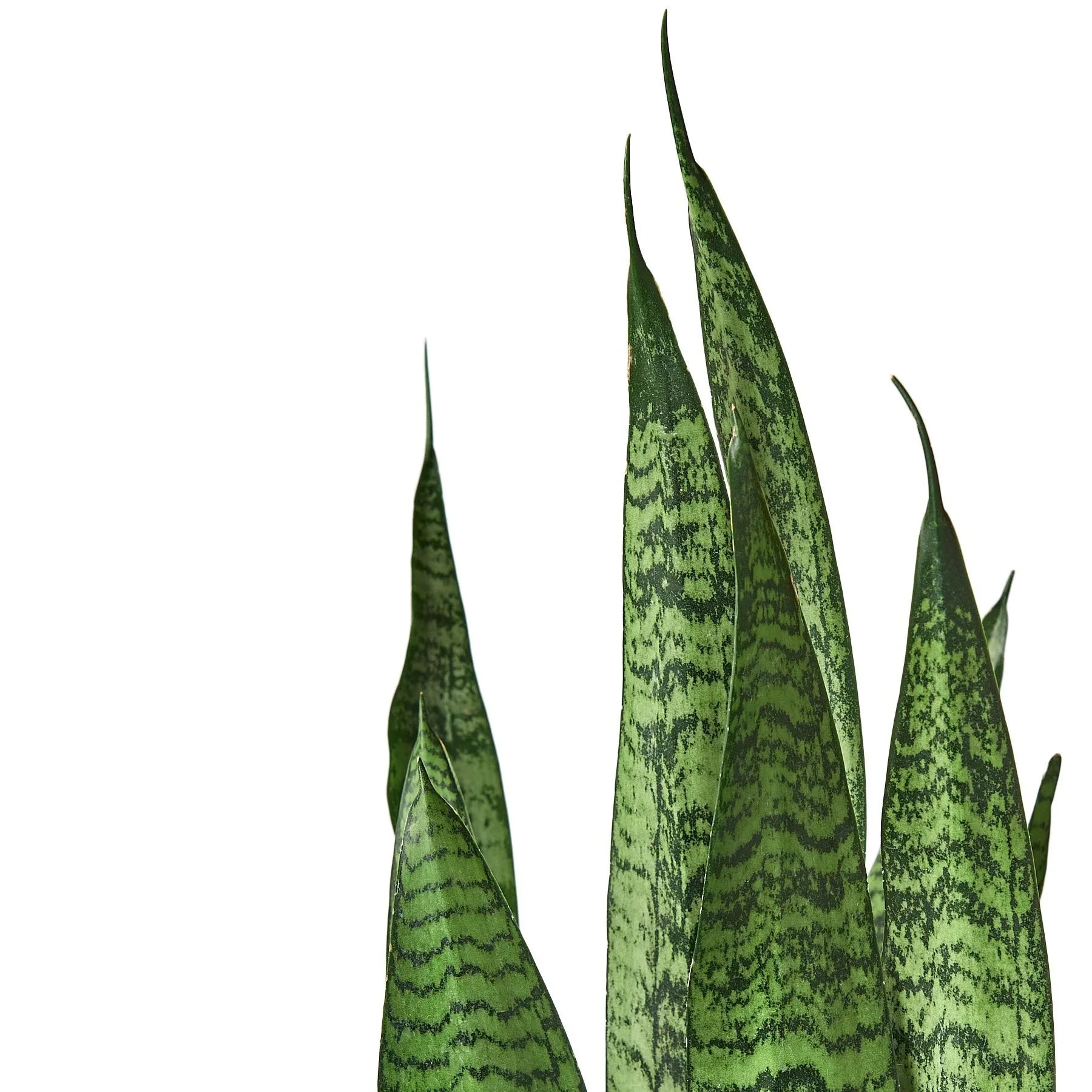Snake Plant 'Zeylanica' - Image 4