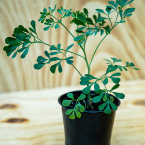 RUE | RUTA GRAVEOLENS | PERENNIAL HEIRLOOM HERB