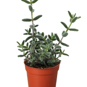 Delosperma echinatum 'Pickle Plant'